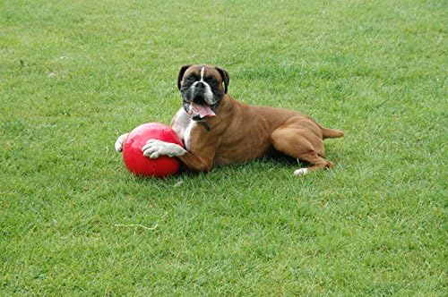 Boomer Ball 10 инчи, практично неуништлива најдобра играчка за кучиња, здодевно разгорување на фудбалот, цврста и издржлива