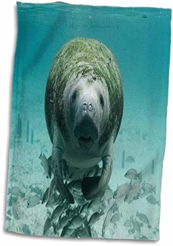 3drose Флорен Подводни животни - Манате n риби под вода - крпи