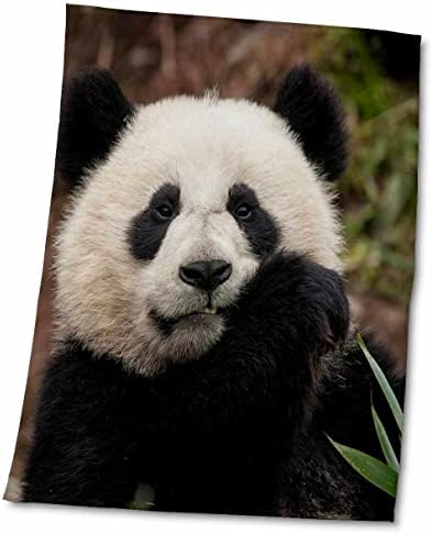 3drose Кина, Ченгду Панда База. Одблизу на младата џиновска панда. - Крпи