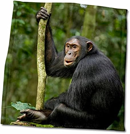 3drose Uganda, Kibale NP. Млада шимпанза за возрасни го слуша своето семејство. - крпи