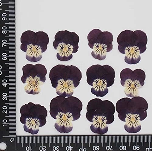60 парчиња притиснати сушени цветни фабрика за цвеќиња хербариум за накит разгледница обележувач за инвазија картичка DIY