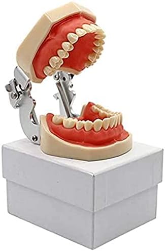 Модел на настава, модел на заби на анатомија - Стандарден ортодонтски ортодонтски орален заб - модел на студија за заби на заби - Модел