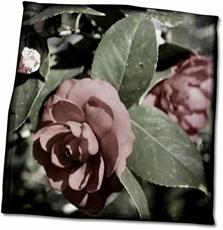 3drose Camellia Faded Color е фотографија исцедена од боја, освен мал дел - крпи