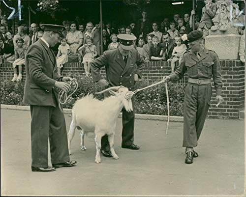 Гроздобер фотографија на Били, коза маскота на Фусилиерите на Ројал Велч