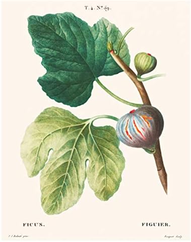 Гроздобер ботанички отпечатоци | Медитеранско овошје од Ink Inc. | Кујнски декор | Лимон од лимон од лимон од маслиново смоква