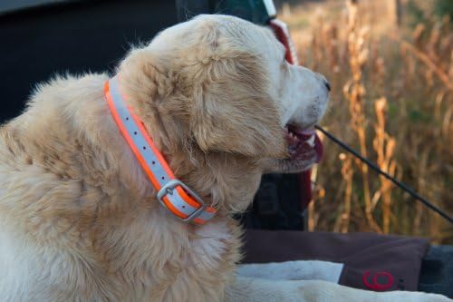 Даблин куче од 11-инчи до 14-инчен КОА рефлексивен водоотпорен јака на кучиња, мала, пожарна портокалова
