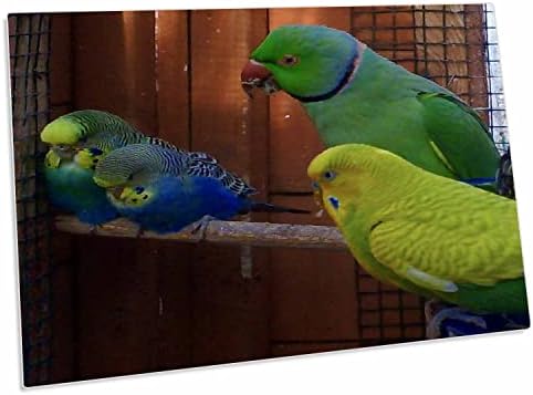 3drose Edmond Hogge Jr Birds - Ringed Parports and Parakeets - Desk подлога за место