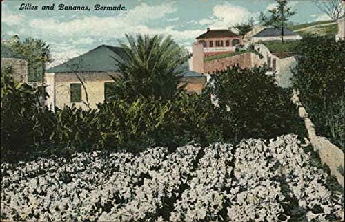 Лилјани и Банани, Бермуди Бермуди Оригинална Античка Разгледница 1914