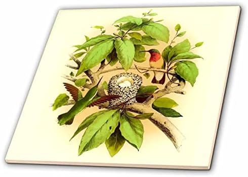 3дроза Гроздобер Птица Уметност Рубин Грло колибри двојка со гнездо печатење-Плочки