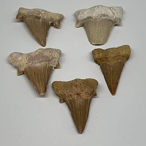 5 парчиња многу, 46,6 g, 1,4 - 1,6 мали природни фосилизирани, фосили од риба ајкула, ајкула заби од Мароко, Б12747