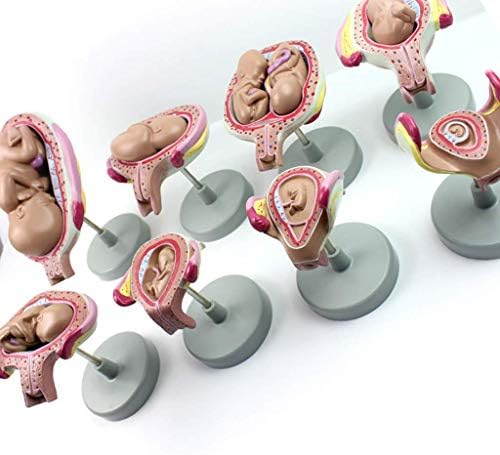 Наставен модел, Научна човечка анатомија - 1: 1 животна големина на бременост Ембрион Процес на развој Модел на модел - За помош