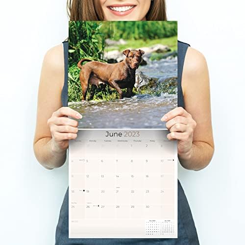 2022 2023 Календар На Питбул-Раса На Кучиња Месечен Ѕиден Календар-Американски Календар На Питбули-Направен ВО САД-12 х 24 Отворен-Календар