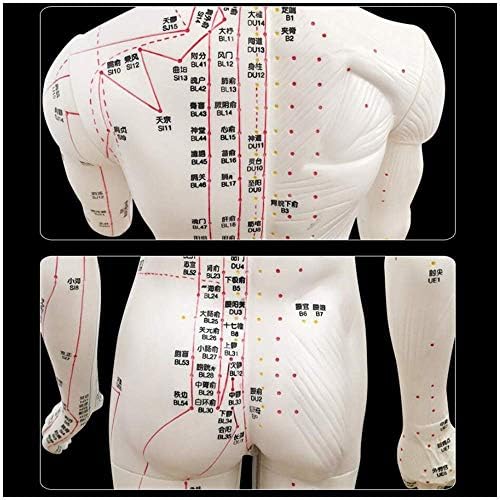 Модел На Човечка Акупунктура ФУИЛИ-Модел на Акупунктура од 85 см-Модел На Медицина Акупунктурен Модел Човечки Меридијан Поени Кинеска Медицина