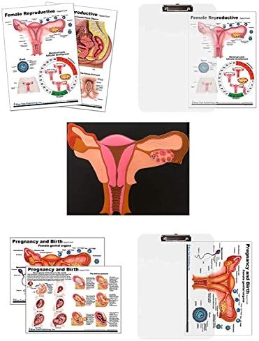 Бременост И Раѓање, Женска Репродуктивна Табела Со вметнување таблата со исечоци И Дополнителен Модел На Матка