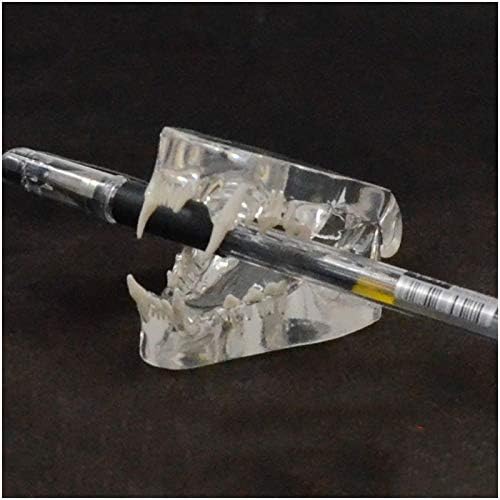 Модел на заби за заби KH66ZKY - Транспарентен модел на заби за мачки - За настава за ветеринарни студии, лабораториски материјали, украси