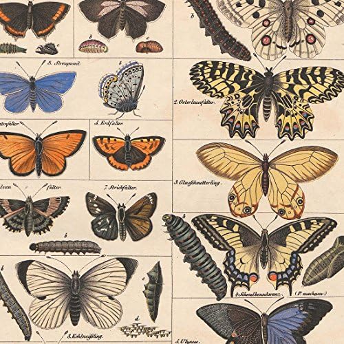 Meishe Art Poster Print Vintage пеперутки инсекти од пеперутки раси за собирање видови Идентификација Референтна табела поп училница
