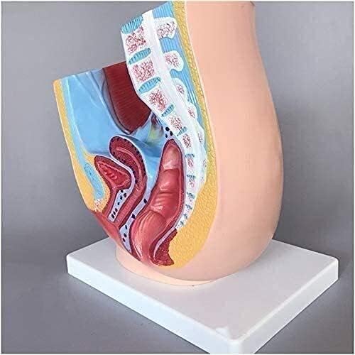 Модел На Органи Модел На Анатомија На Човечки Органи, Женски Анатомски Модел На Карлицата Среден Сагитален Пресек гинеколошки Генитоуринарен