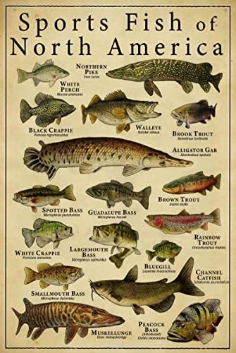 Риба знаење метал лим знак спортски риби од Северна Америка Ретро постер школа за образование фарма дневна соба кујна кујна дома